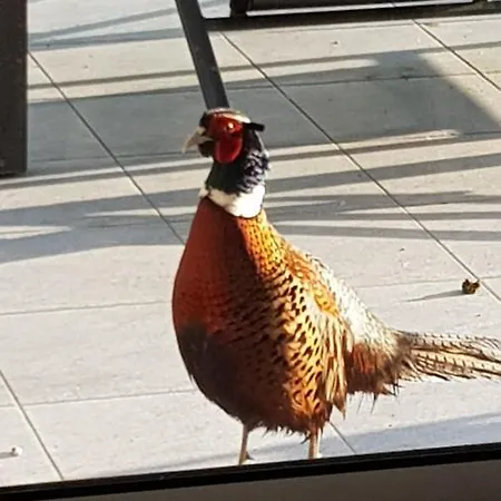 La Turlure * Bressuire